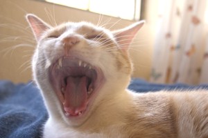 yawn kitty